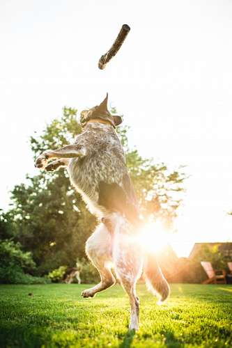 vitality Dog Jumping