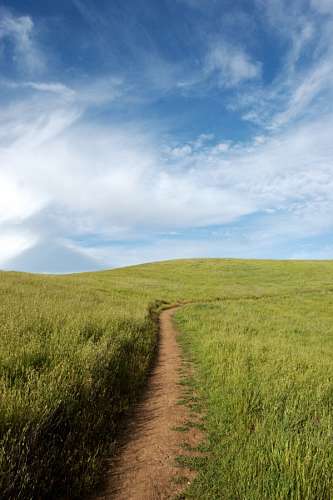 buzz Path in the field