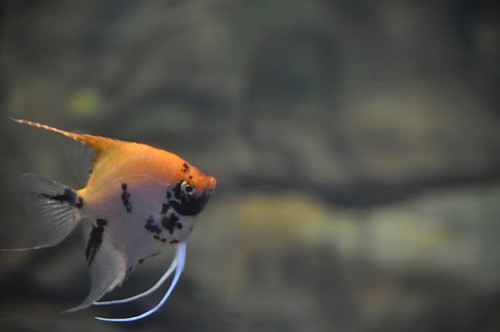 Small fish in the aquarium
