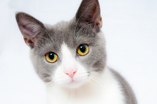 Close-up of sweet kitten on white background