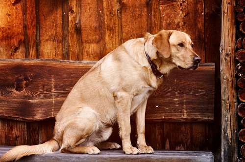 Labrador Retriever