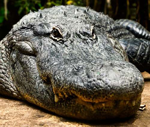 teeth Crocodile