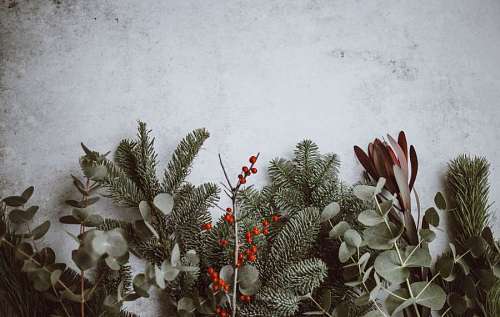 christmastime Christmas background with bite and pine leaves