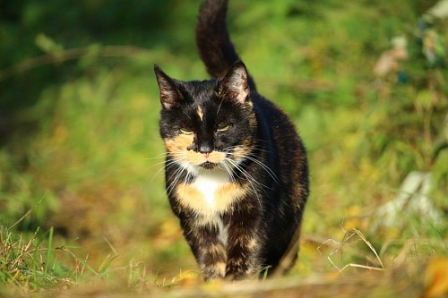 tricolor Tricolor cat strolling in the bush