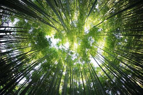 bamboo Bamboo Forest