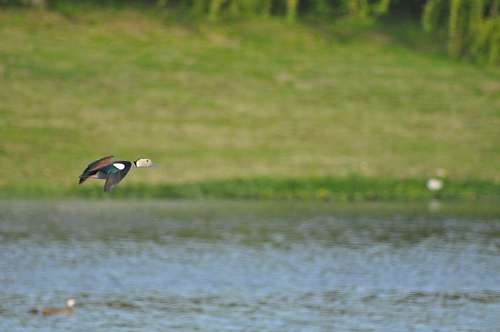One Animal, Duck, Ducks, Flying, Lake, Green 