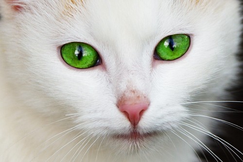  Precious feline green eyes