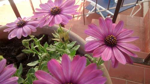 gerbera Flower, flowers, gerberas, garden flower pot 