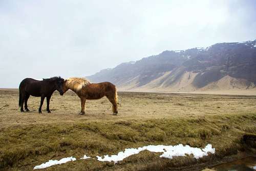 horse Wild horses in the Siberian steppe
