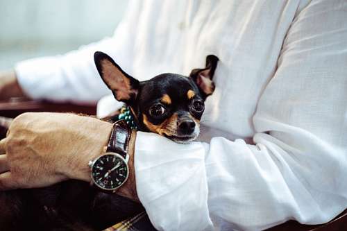 friendly-dog Chihuahueño