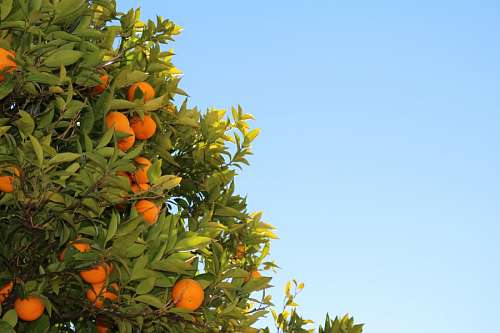 orange tree
