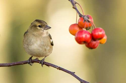 sparrow sparrow