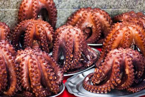 boys Cooked octopus ready to eat