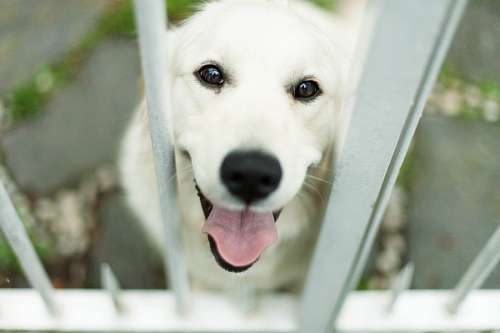 labrador Dog