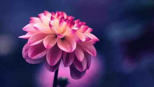 Pink flower petals