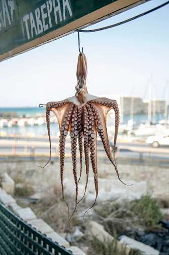 octopus Octopus