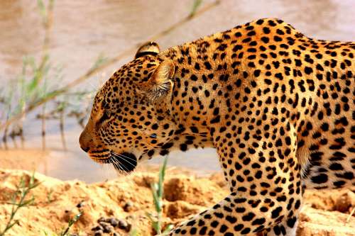 leopard Leopard