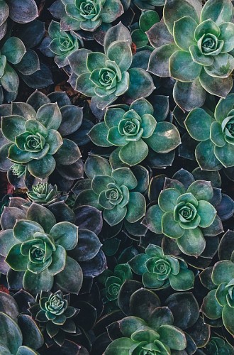 succulent Succulent joy 