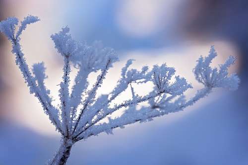 Frozen branch