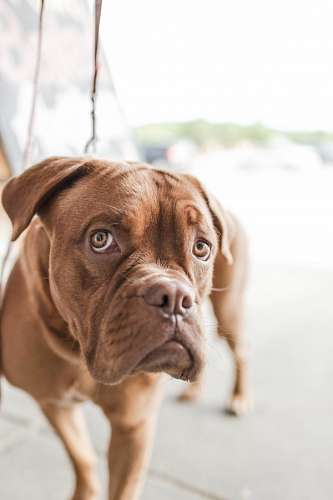 Dogue de Bordeaux