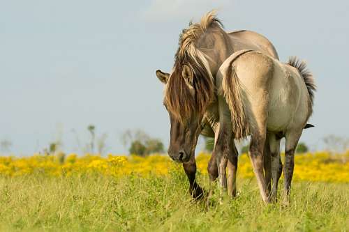 horses