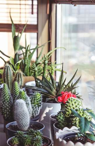 Cactus garden