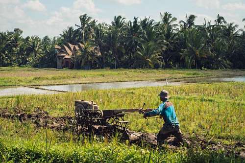 plantation-worker farmer plowing the land in a rice plantation
