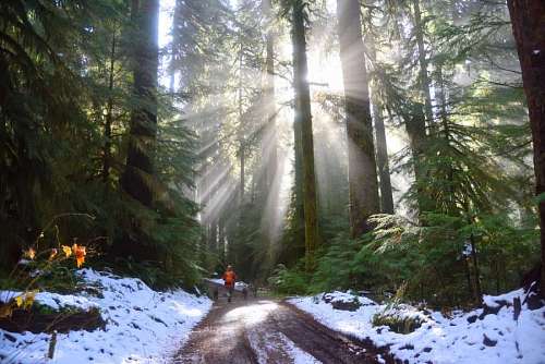 A person walking in the snowy forest