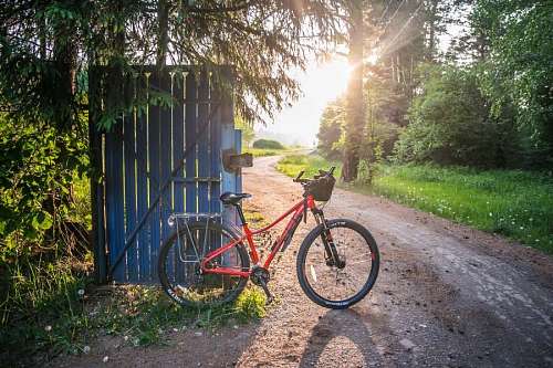 bike resting on the road with beautiful sunny forest scenery