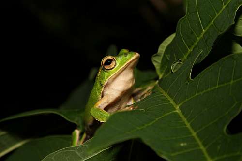 amazon frog