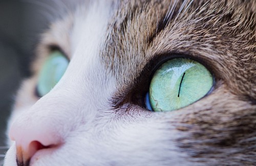  Loving green feline look