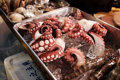 seafood Fresh octopus on ice