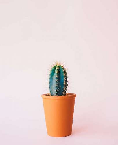 Small cactus in pot on pastel pink background