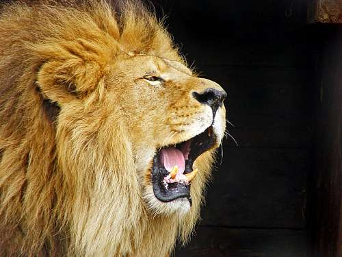 king-of-the-jungle animal, lion, one, open mouth, mouth, roar, roar, 