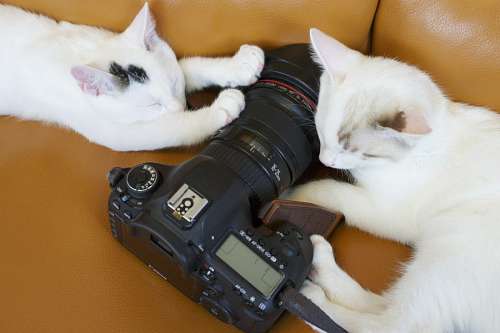 small cat images with camera