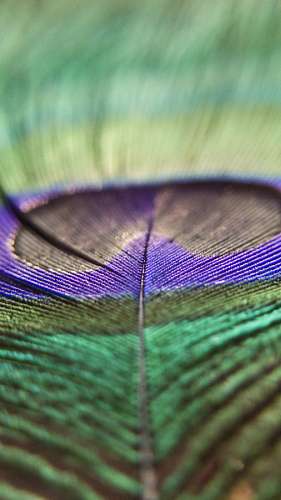Colorful feather