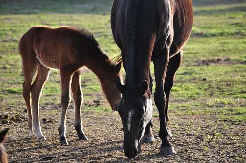 Horses