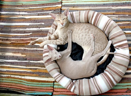 Thai cats resting in bed for pets