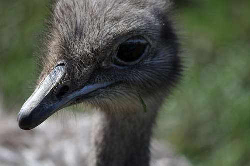 Ostrich