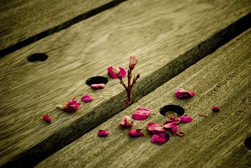 flowering-streets plant growing