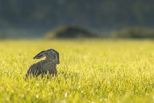 hare hare