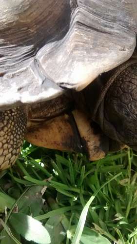turtle An animal, turtle, Garden 