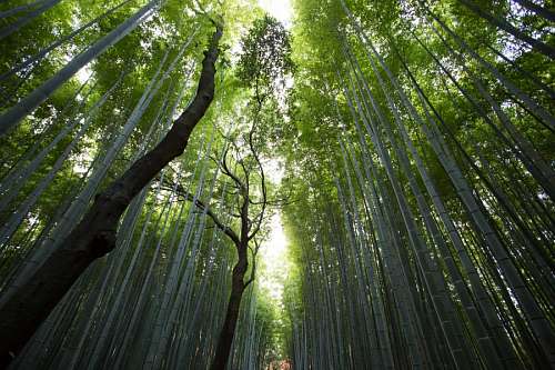 bamboo bamboo