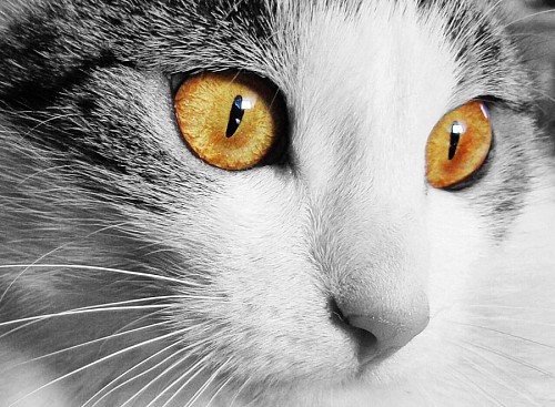 Beautiful look yellow eyes