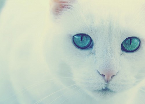 Sweet albino cat with vibrant green look