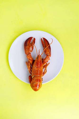 Lobster served on a plate