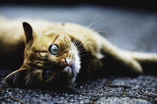 asfalto Cat looking crooked on the asphalt