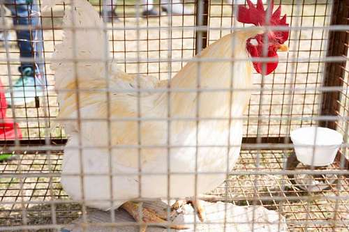 A White Hen in a Cage on the Farm