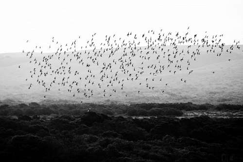 flock-gulls Flock of birds