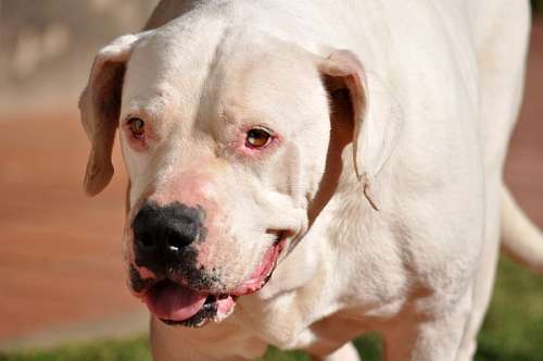 dogo 